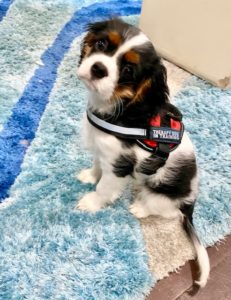 cavalier king charles spaniel service dog