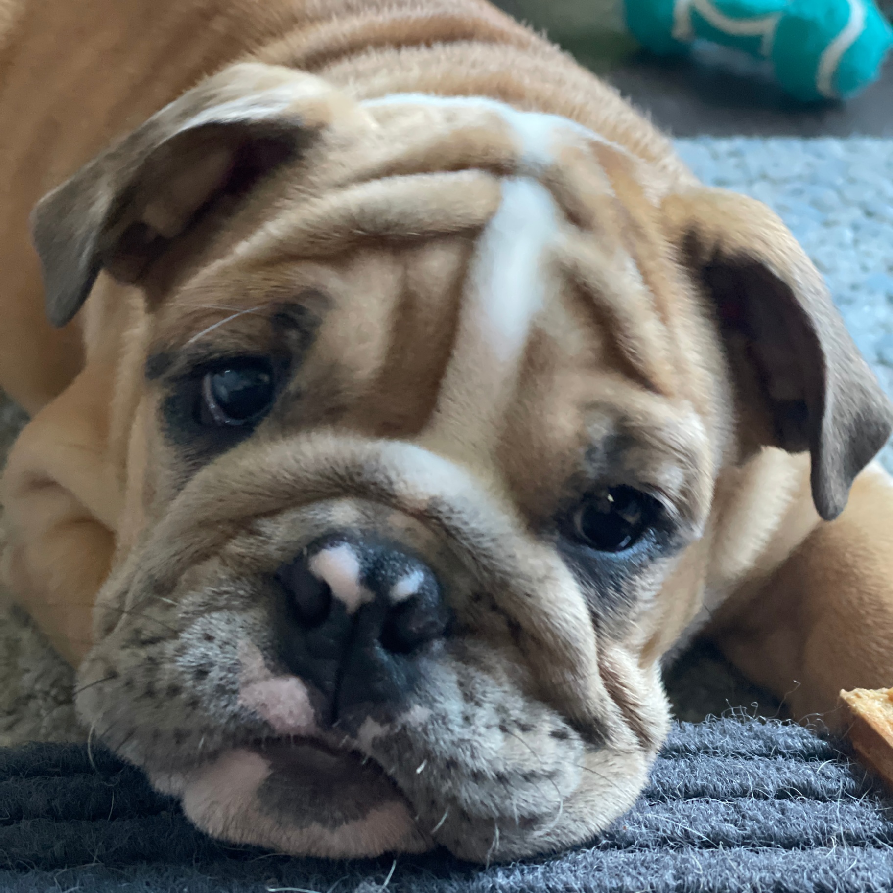 Samson